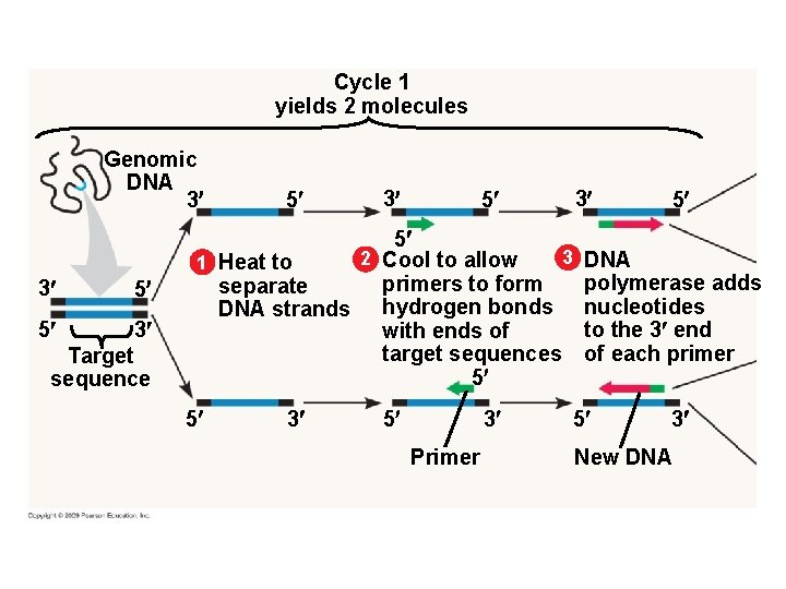 Cycle 1 yields 2 molecules Genomic DNA 3 3 5 5 3 Target sequence Cycle 1 yields 2 molecules Genomic DNA 3 3 5 5 3 Target sequence