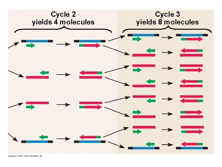 Cycle 2 yields 4 molecules Cycle 3 yields 8 molecules Cycle 2 yields 4 molecules Cycle 3 yields 8 molecules
