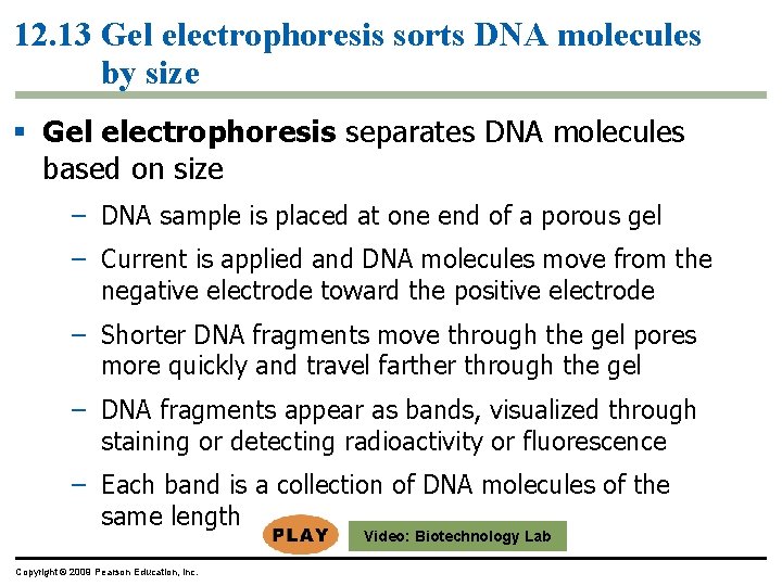 12. 13 Gel electrophoresis sorts DNA molecules by size § Gel electrophoresis separates DNA 12. 13 Gel electrophoresis sorts DNA molecules by size § Gel electrophoresis separates DNA
