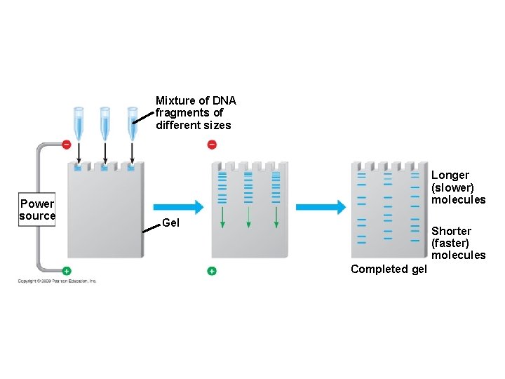 Mixture of DNA fragments of different sizes Power source Longer (slower) molecules Gel Shorter Mixture of DNA fragments of different sizes Power source Longer (slower) molecules Gel Shorter