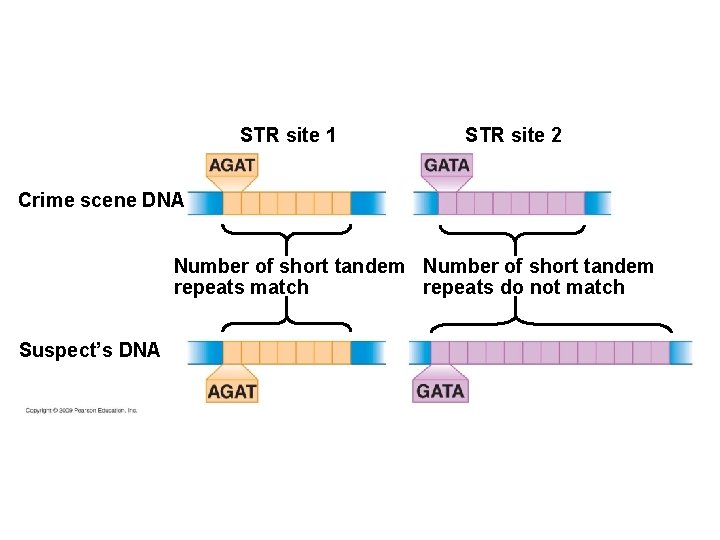 STR site 1 STR site 2 Crime scene DNA Number of short tandem repeats STR site 1 STR site 2 Crime scene DNA Number of short tandem repeats