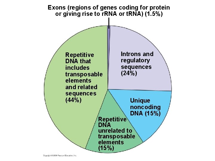 Exons (regions of genes coding for protein or giving rise to r. RNA or Exons (regions of genes coding for protein or giving rise to r. RNA or