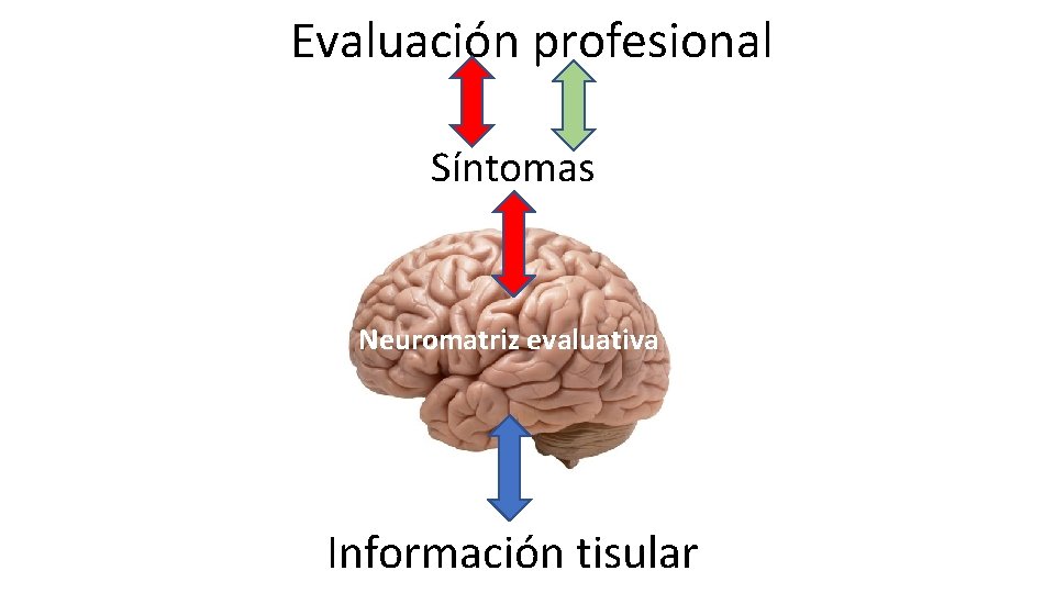 Evaluación profesional Síntomas Neuromatriz evaluativa Información tisular 