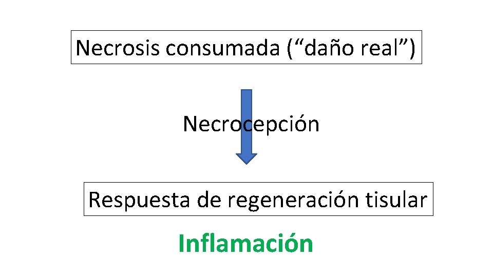 Necrosis consumada (“daño real”) Necrocepción Respuesta de regeneración tisular Inflamación 