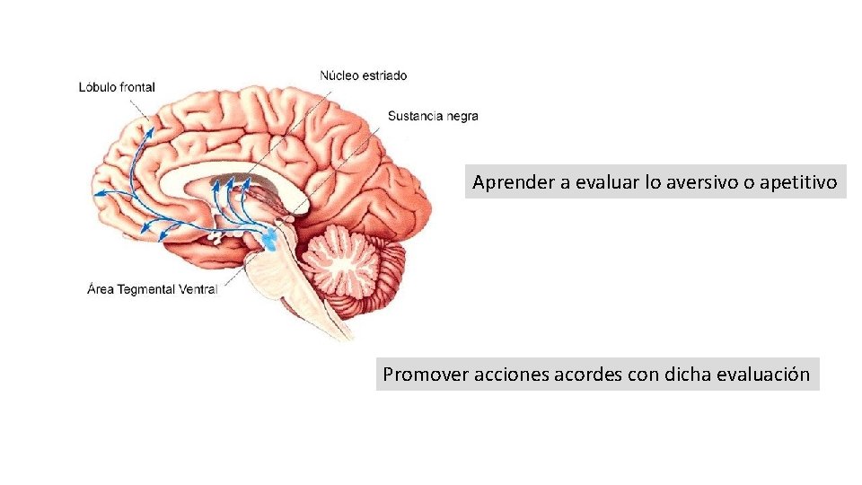 Aprender a evaluar lo aversivo o apetitivo Promover acciones acordes con dicha evaluación 