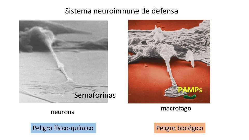 Sistema neuroinmune de defensa Semaforinas neurona Peligro físico-químico PAMPs macrófago Peligro biológico 