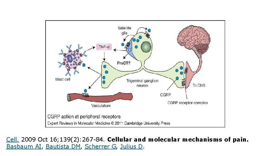 Cell. 2009 Oct 16; 139(2): 267 -84. Cellular and molecular mechanisms of pain. Basbaum