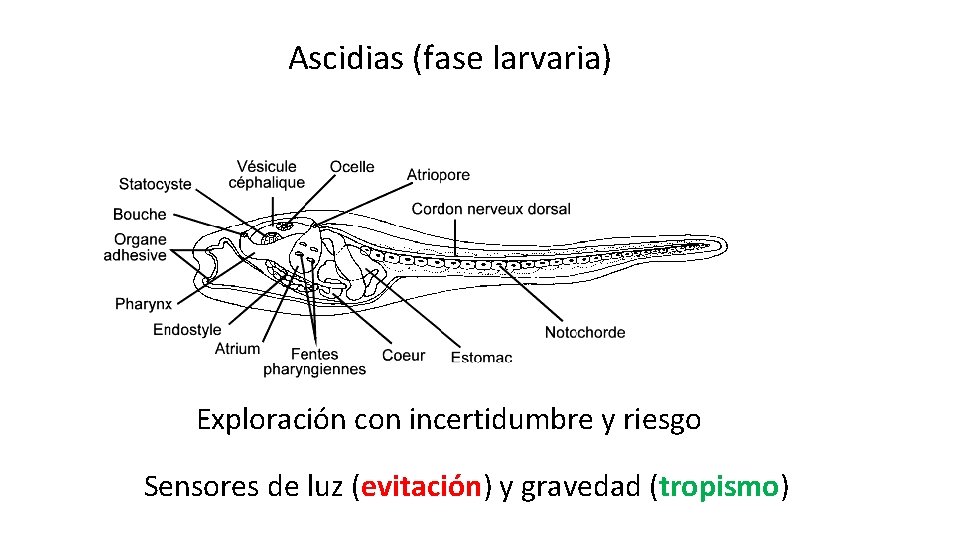 Ascidias (fase larvaria) Exploración con incertidumbre y riesgo Sensores de luz (evitación) y gravedad