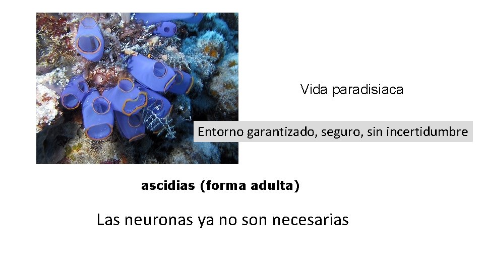 Vida paradisiaca Entorno garantizado, seguro, sin incertidumbre ascidias (forma adulta) Las neuronas ya no