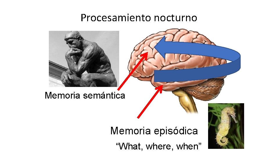Procesamiento nocturno Memoria semántica Memoria episódica “What, where, when” 