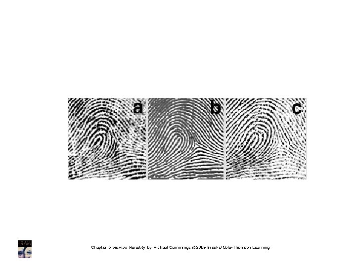 Chapter 5 Human Heredity by Michael Cummings © 2006 Brooks/Cole-Thomson Learning 