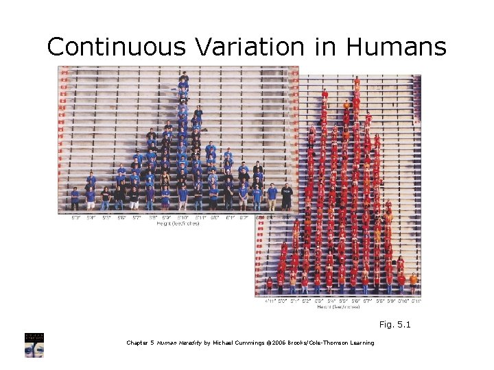Continuous Variation in Humans Fig. 5. 1 Chapter 5 Human Heredity by Michael Cummings