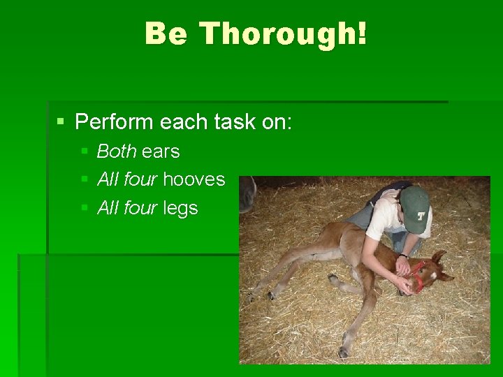 Be Thorough! § Perform each task on: § Both ears § All four hooves