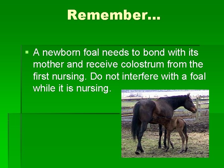 Remember… § A newborn foal needs to bond with its mother and receive colostrum