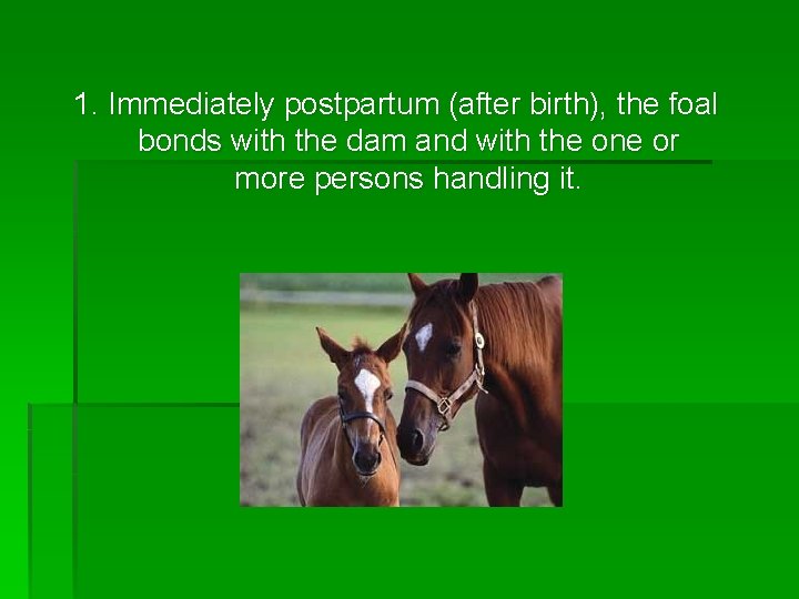 1. Immediately postpartum (after birth), the foal bonds with the dam and with the