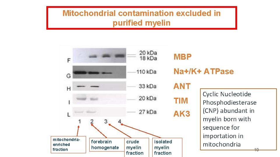 Mitochondrial contamination excluded in purified myelin MBP Na+/K+ ATPase ANT TIM AK 3 mitochondriaenriched