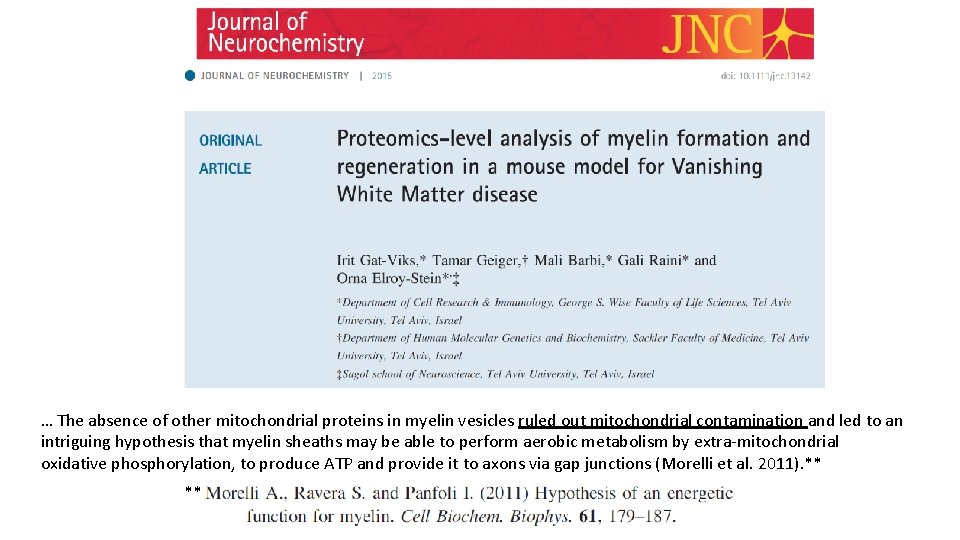 … The absence of other mitochondrial proteins in myelin vesicles ruled out mitochondrial contamination
