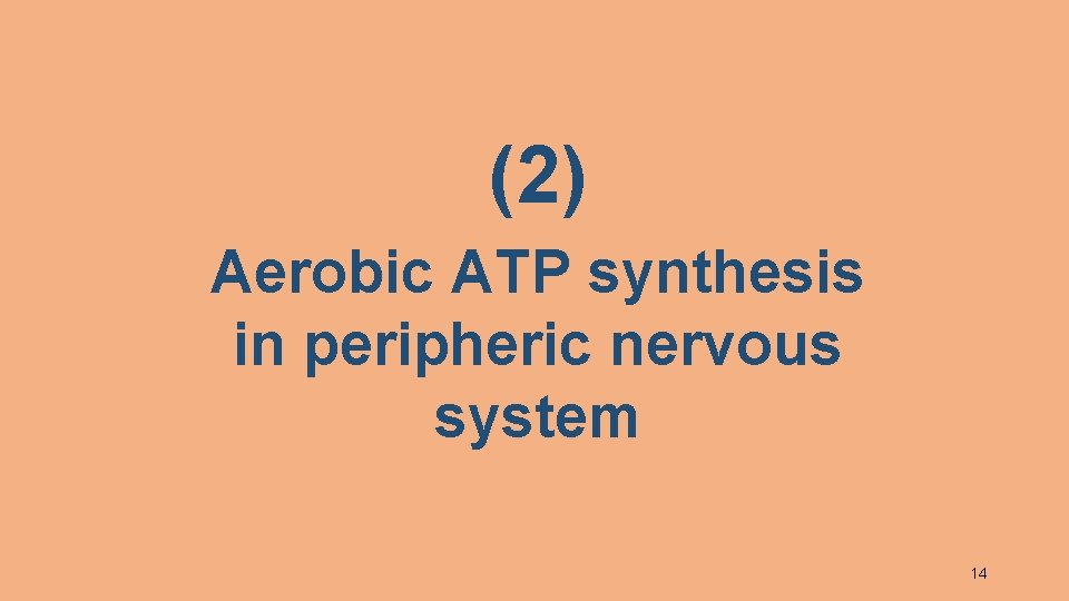 (2) Aerobic ATP synthesis in peripheric nervous system 14 