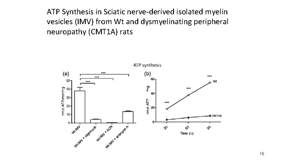 ATP Synthesis in Sciatic nerve-derived isolated myelin vesicles (IMV) from Wt and dysmyelinating peripheral