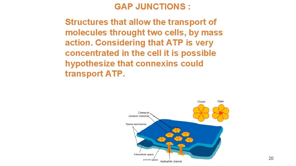 GAP JUNCTIONS : Structures that allow the transport of molecules throught two cells, by