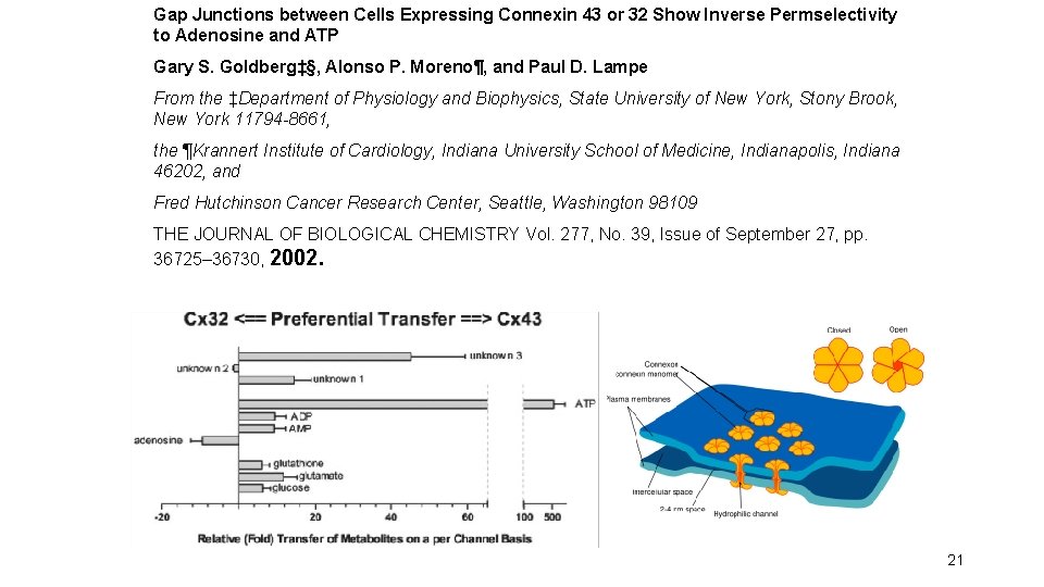 Gap Junctions between Cells Expressing Connexin 43 or 32 Show Inverse Permselectivity to Adenosine