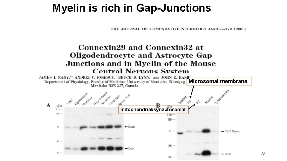 Myelin is rich in Gap-Junctions Microsomal membrane mitochondrial/synaptosomal 22 