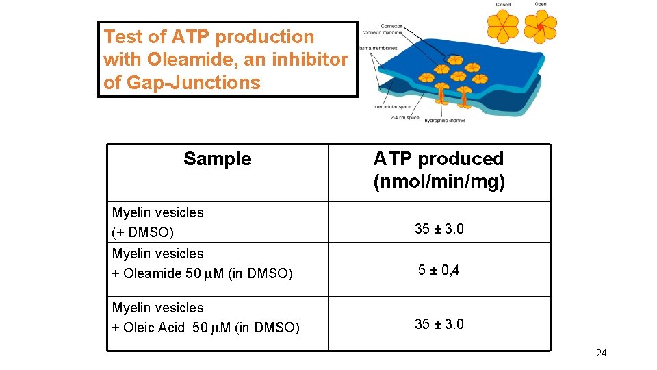 Test of ATP production with Oleamide, an inhibitor of Gap-Junctions Sample ATP produced (nmol/min/mg)