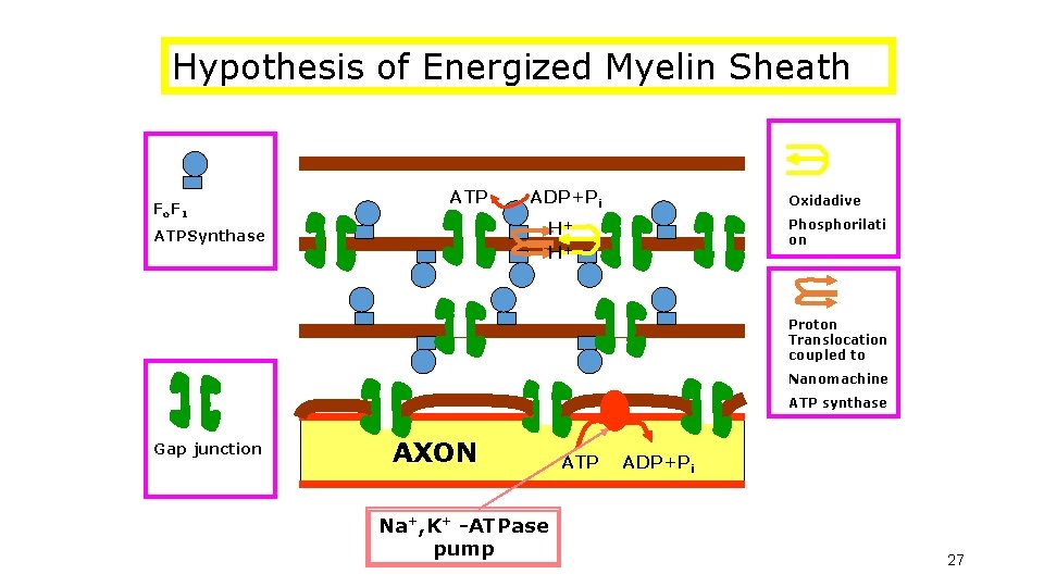 Hypothesis of Energized Myelin Sheath Fo F 1 ATP ADP+Pi Oxidadive Phosphorilati on H+