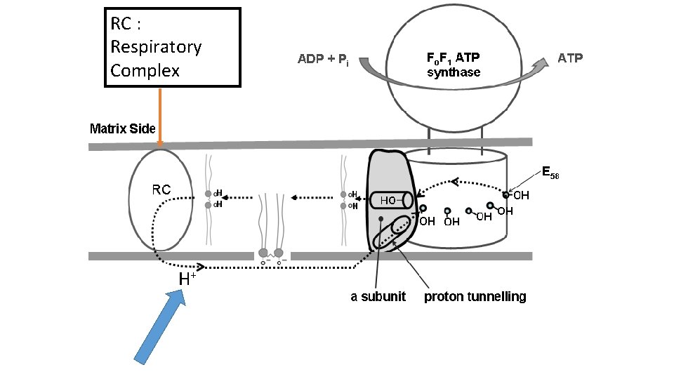 RC : Respiratory Complex H+ 