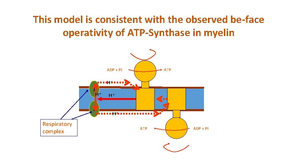 This model is consistent with the observed be-face operativity of ATP-Synthase in myelin ADP