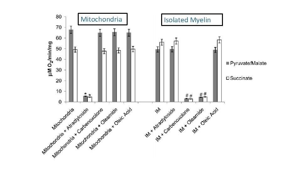 Mitochondria Isolated Myelin 