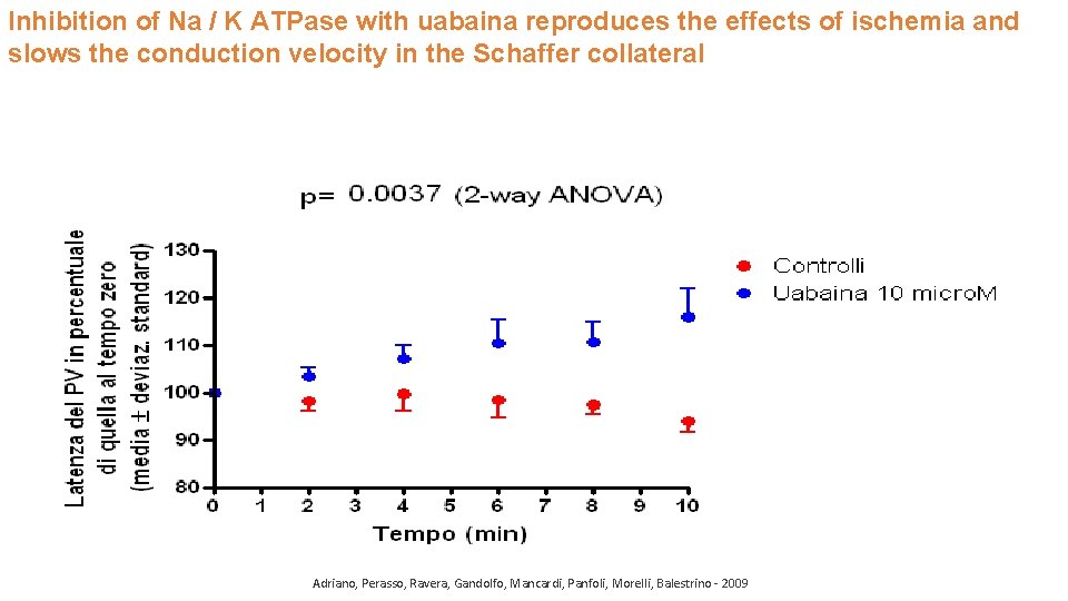 Inhibition of Na / K ATPase with uabaina reproduces the effects of ischemia and