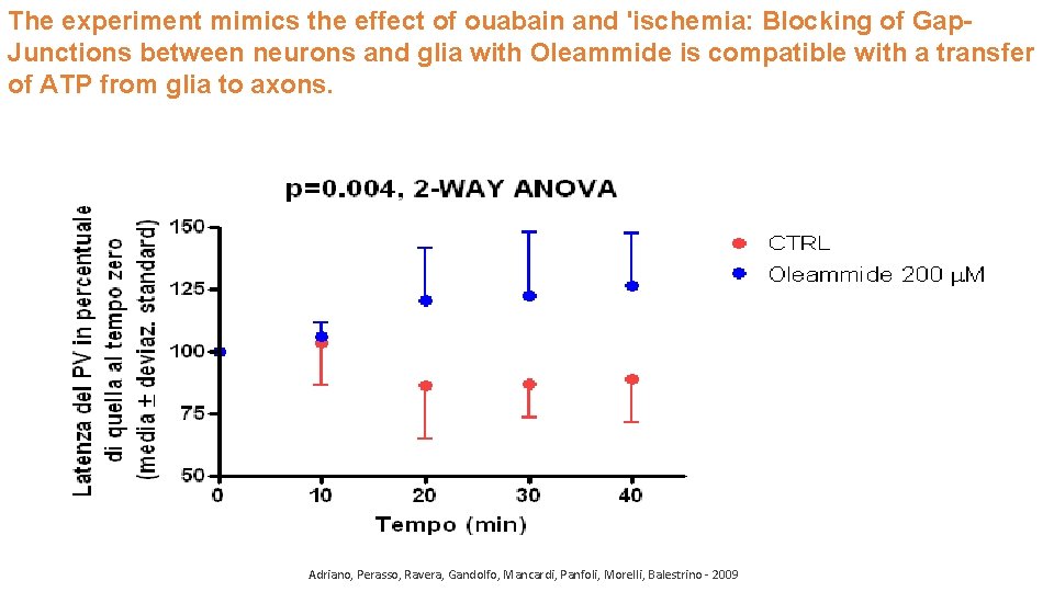 The experiment mimics the effect of ouabain and 'ischemia: Blocking of Gap. Junctions between