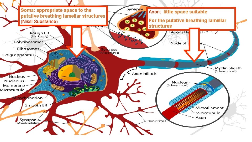 Soma: appropriate space to the putative breathing lamellar structures (Nissl Substance) Axon: little space