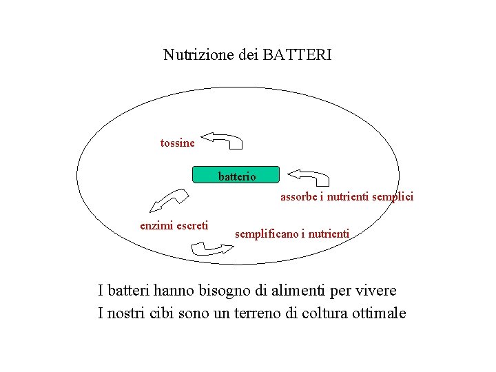 Nutrizione dei BATTERI tossine batterio assorbe i nutrienti semplici enzimi escreti semplificano i nutrienti