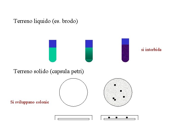 Terreno liquido (es. brodo) si intorbida Terreno solido (capsula petri) Si sviluppano colonie 