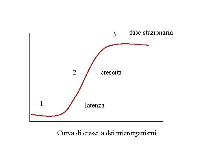 3 2 1 fase stazionaria crescita latenza Curva di crescita dei microrganismi 