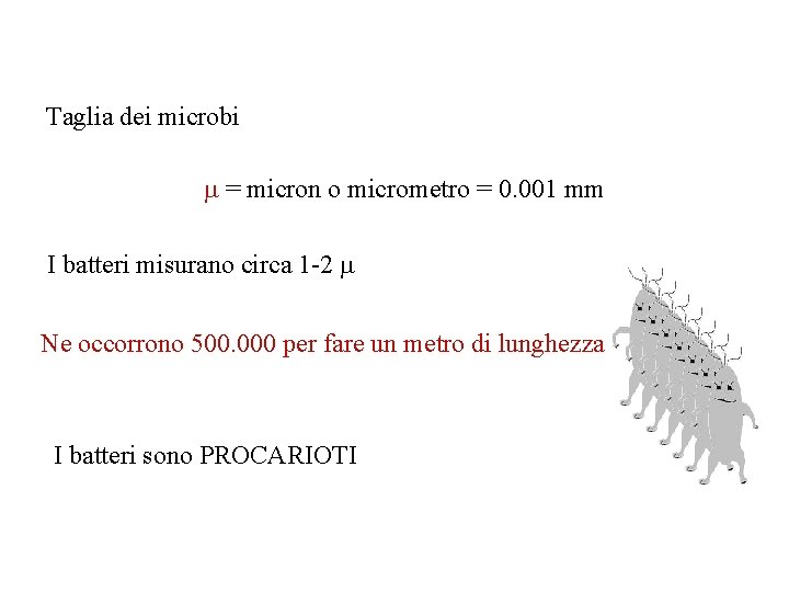 Taglia dei microbi = micron o micrometro = 0. 001 mm I batteri misurano