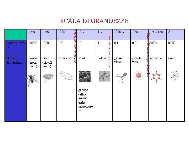 SCALA DI GRANDEZZE Equivalente in 10. 000 100 Ordine di grandezza mosca (grossi insetti)