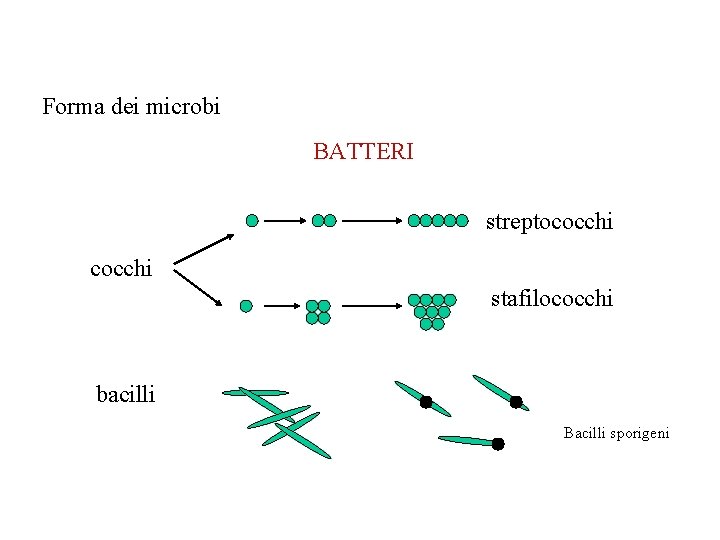 Forma dei microbi BATTERI streptococchi stafilococchi bacilli Bacilli sporigeni 
