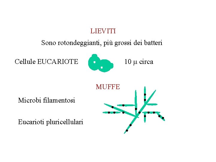 LIEVITI Sono rotondeggianti, più grossi dei batteri 10 circa Cellule EUCARIOTE MUFFE Microbi filamentosi