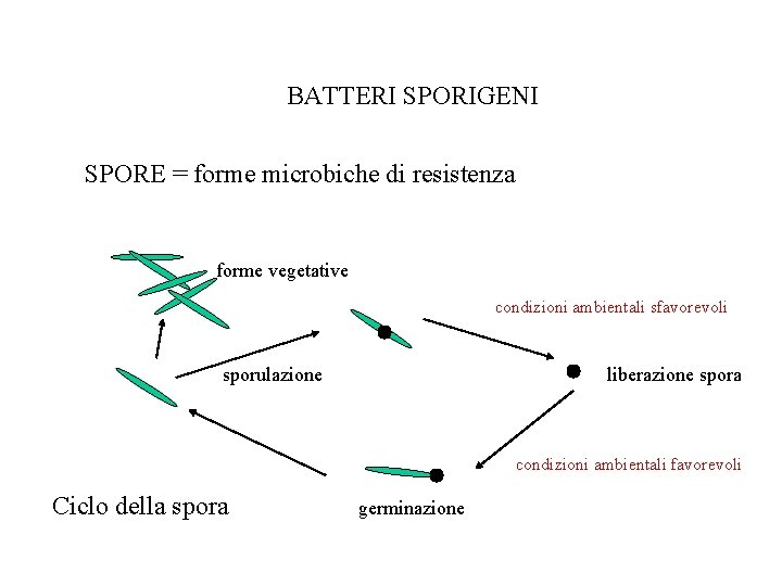 BATTERI SPORIGENI SPORE = forme microbiche di resistenza forme vegetative condizioni ambientali sfavorevoli sporulazione