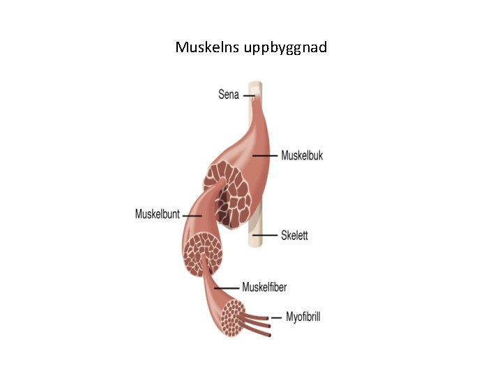 Muskelns uppbyggnad 