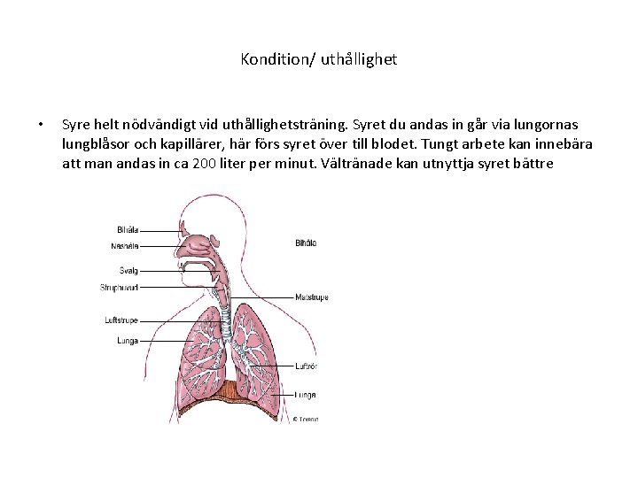 Kondition/ uthållighet • Syre helt nödvändigt vid uthållighetsträning. Syret du andas in går via