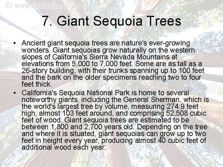 7. Giant Sequoia Trees • Ancient giant sequoia trees are nature's ever-growing wonders. Giant