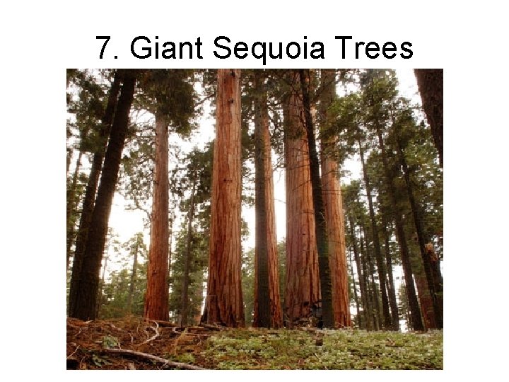 7. Giant Sequoia Trees 