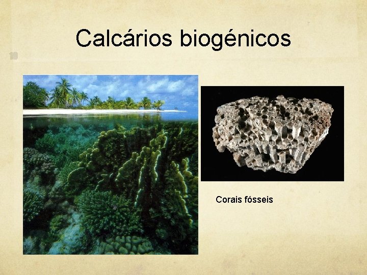 Calcários biogénicos Corais fósseis 