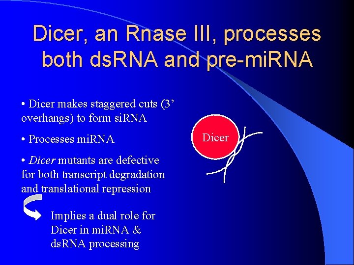 Distinct Roles for Drosophila Dicer1 and Dicer2 in