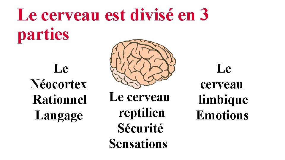 Le cerveau est divisé en 3 parties Le Néocortex Rationnel Langage Le cerveau reptilien