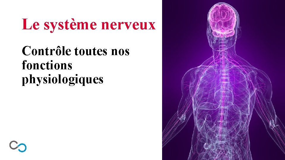 Le système nerveux Contrôle toutes nos fonctions physiologiques 